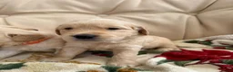 Golden Retriever dogs for sale: Kennel Club Golden Retriever Puppies Health Tested - Advert 31