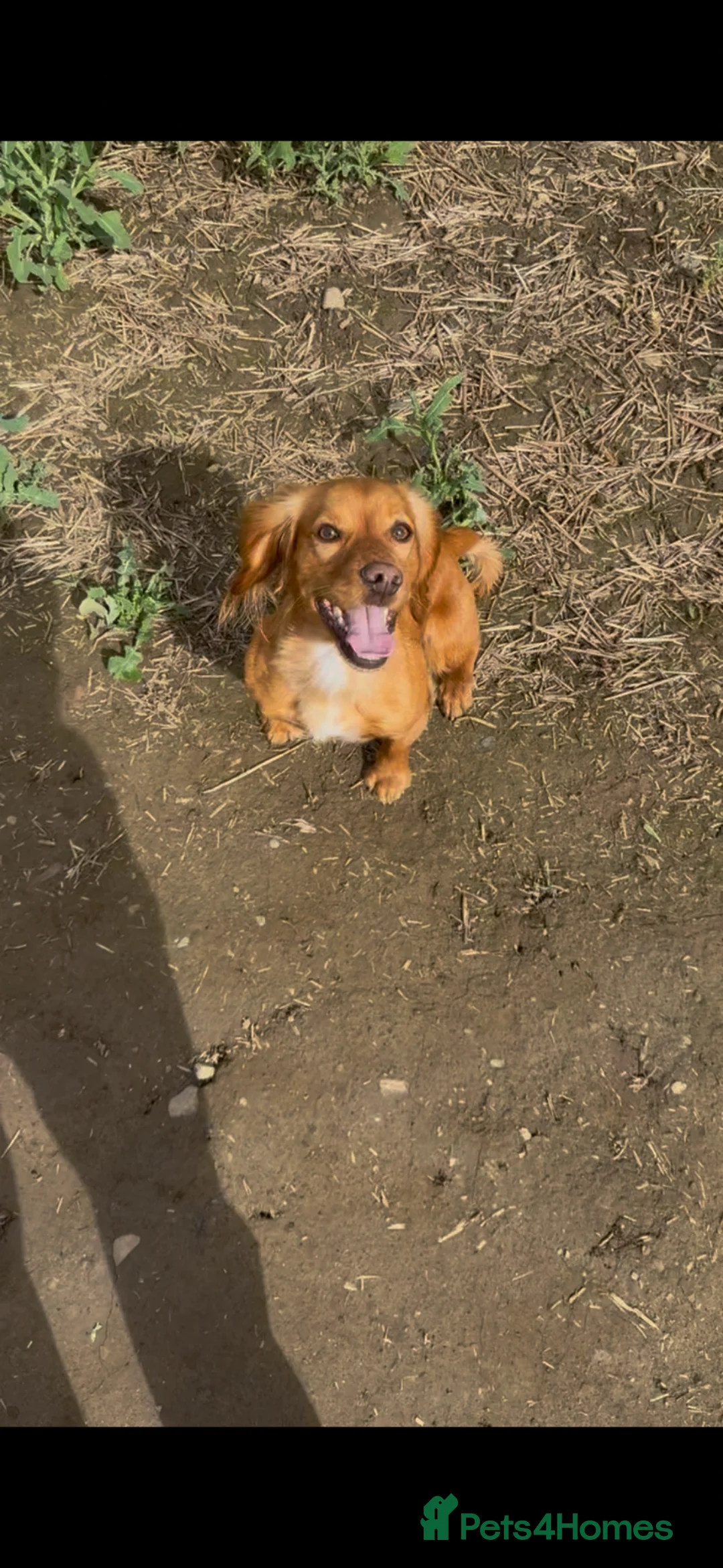 Cocker Spaniel dogs for sale: Working cocker spaniel  - Advert 21