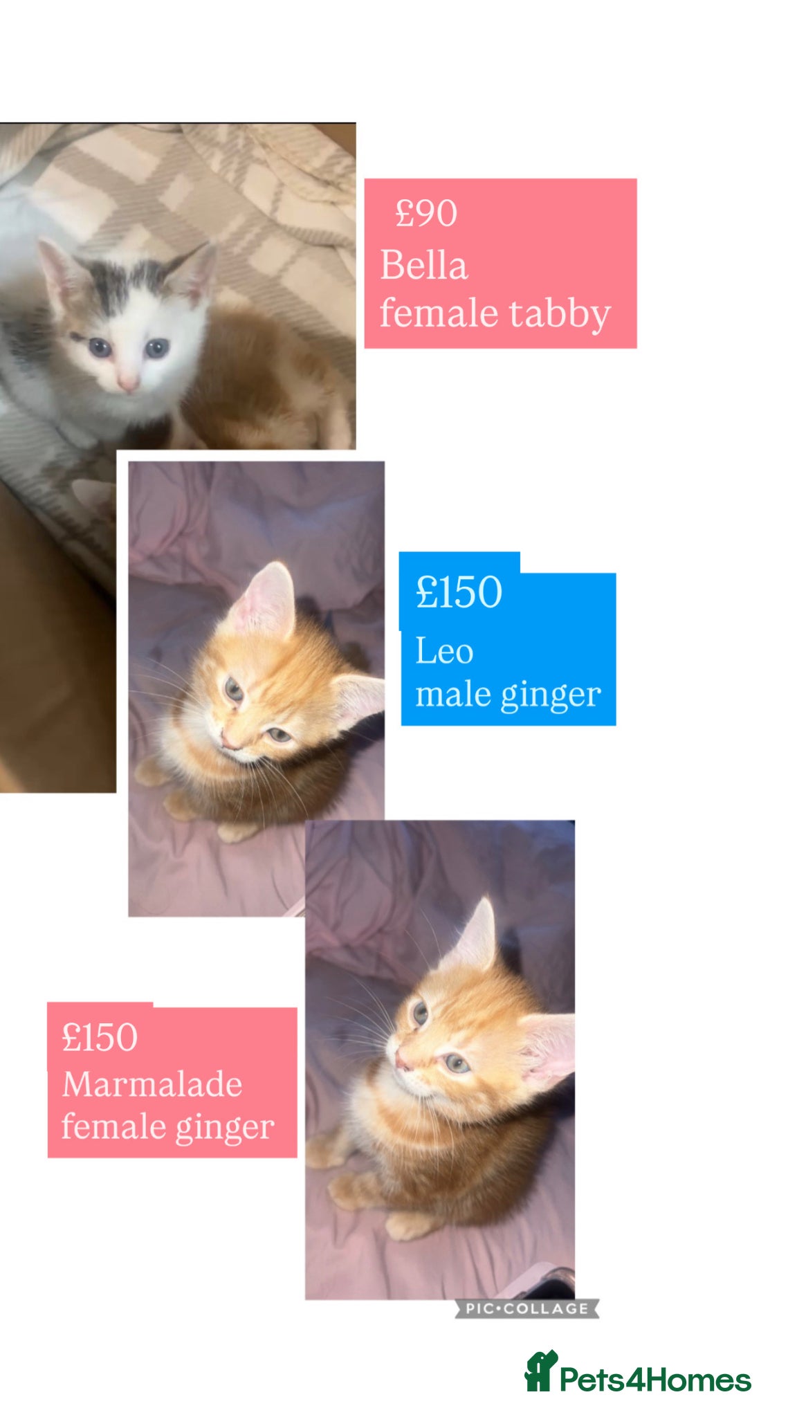 Mixed Breed cats kittens - Advert 6
