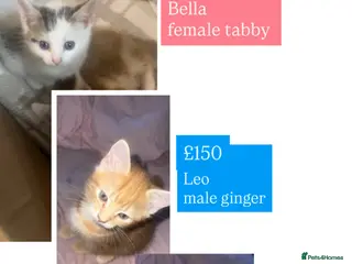 Mixed Breed cats kittens - Advert 6