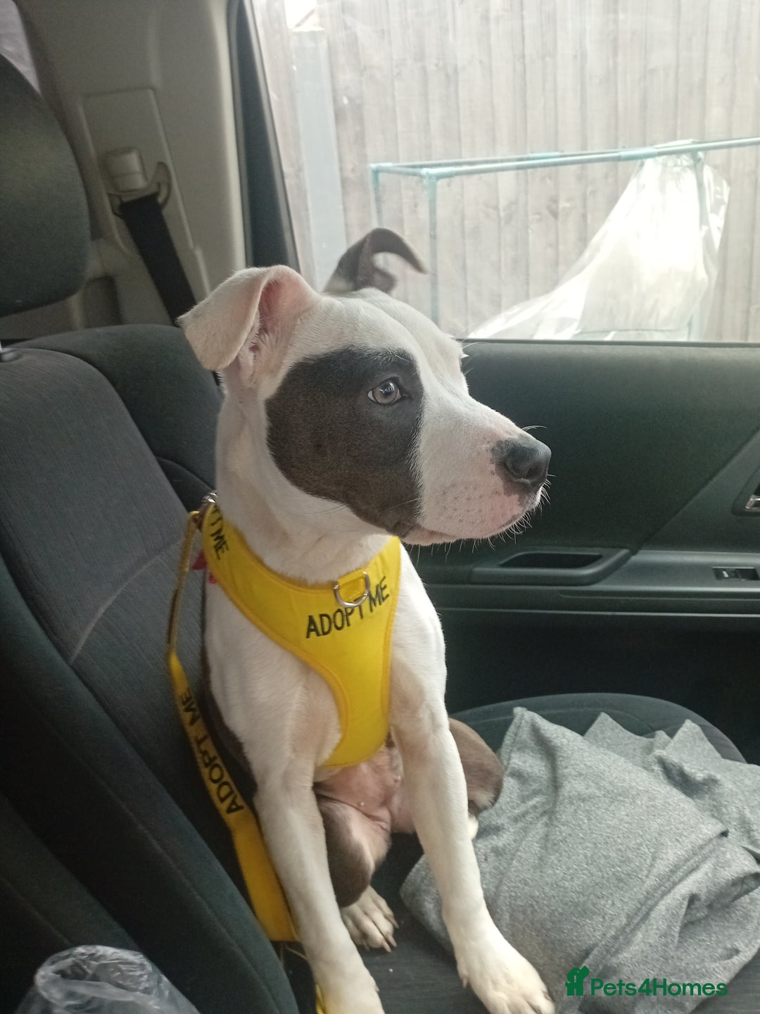 Staffordshire Bull Terrier dogs for adoption: Holistic homes needed for young staffies  - Advert 6