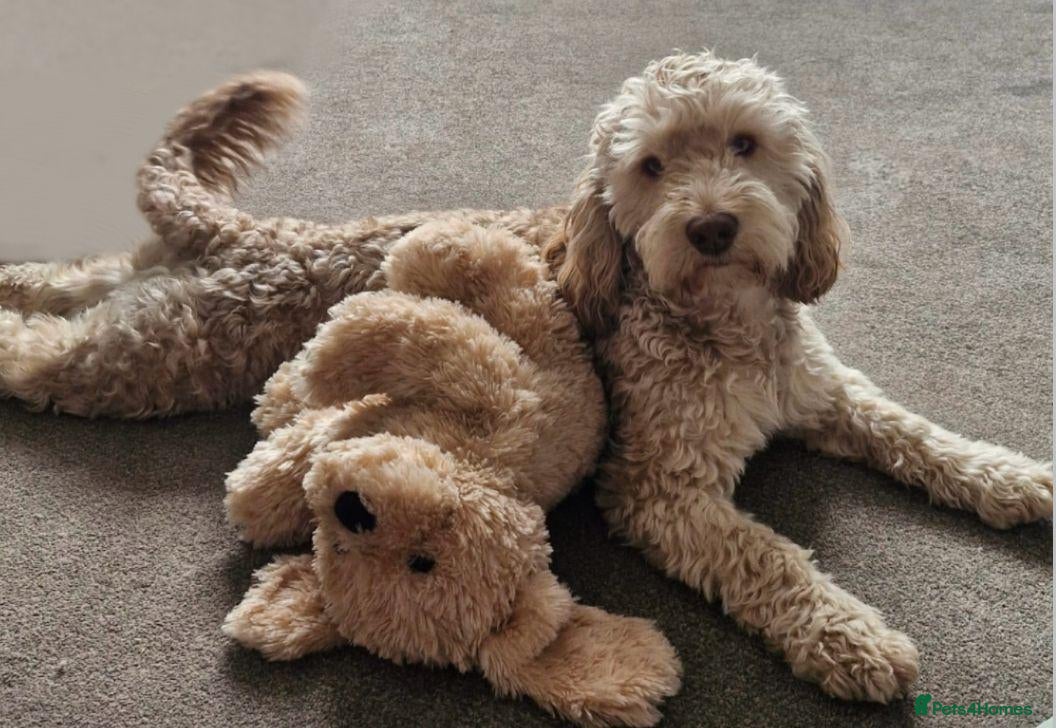 Cockapoo dogs F1b Sable Cockapoo For Stud  in Bristol - Advert 14