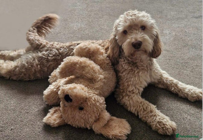 Cockapoo dogs in Bristol - Advert 1