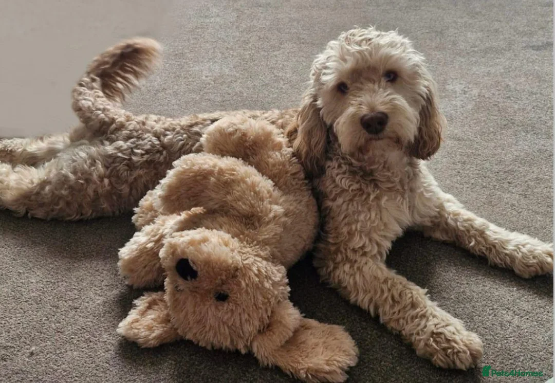 Cockapoo dogs for stud: F1b Sable Cockapoo For Stud  - Advert 1