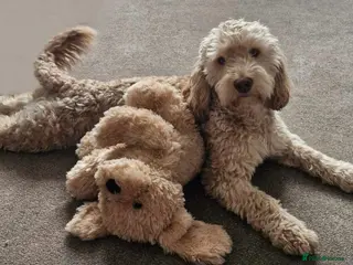 Cockapoo dogs F1b Sable Cockapoo For Stud - Advert 1