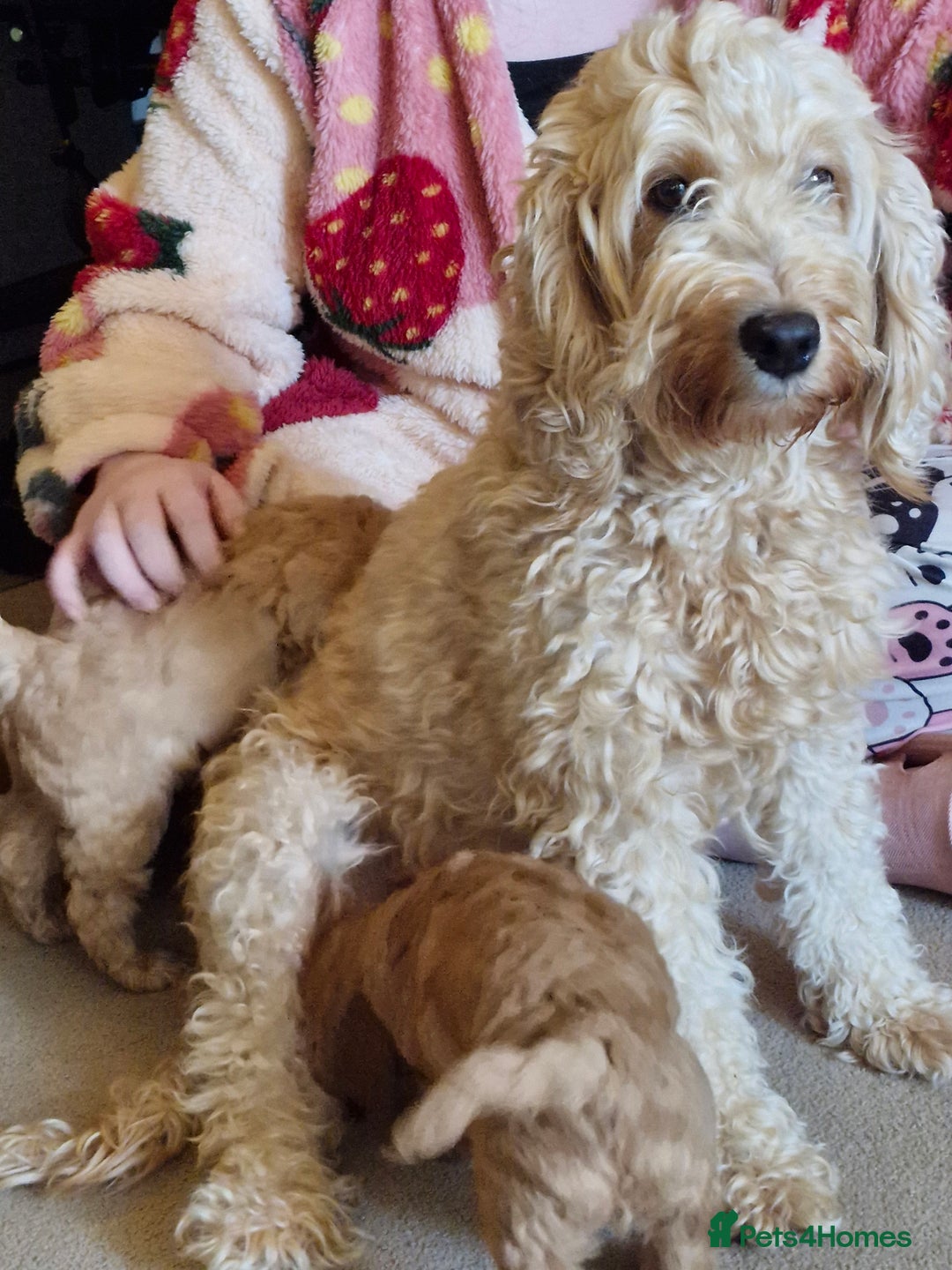 Mixed Breed dogs for sale: Adorable puppies ready from 22 12.25 - Advert 13