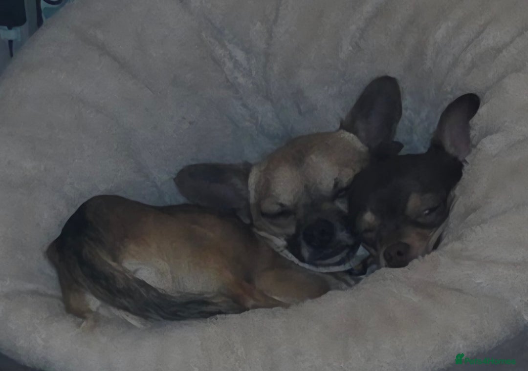 Chihuahua dogs for sale: 2 beautiful chihuahuas - Advert 2