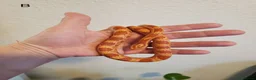 Corn Snake reptiles for sale: Juvenile corn snakes - Advert 5