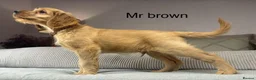 Goldendoodle dogs for sale: ONLY MR BROWN LEFT. HE’S GORGEOUS.  - Advert 4