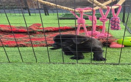 Labrador Retriever dogs for sale: KC, very cute Black labrador Show Type. READY KNOW in Ferryhill - Image 4