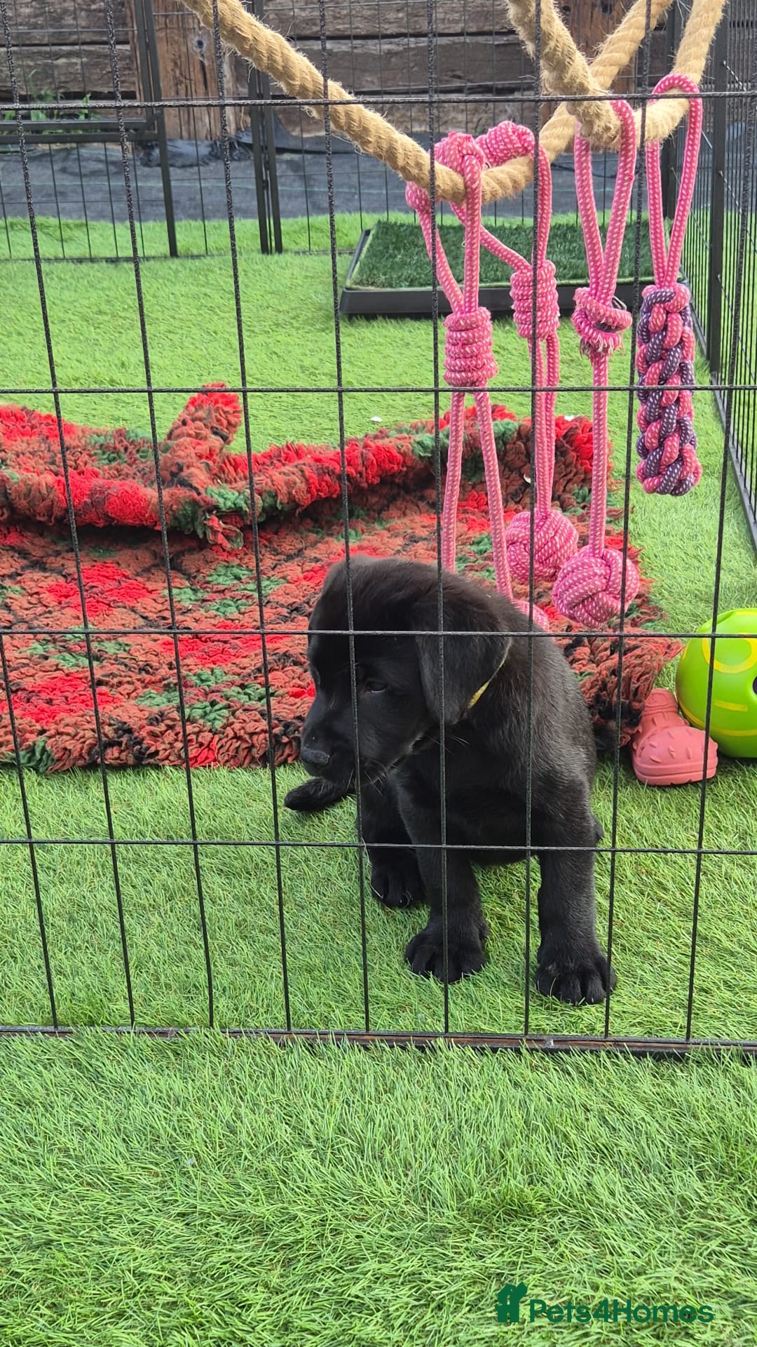 Labrador Retriever dogs for sale: KC, very cute Black labrador Show Type. READY KNOW in Ferryhill - Image 4
