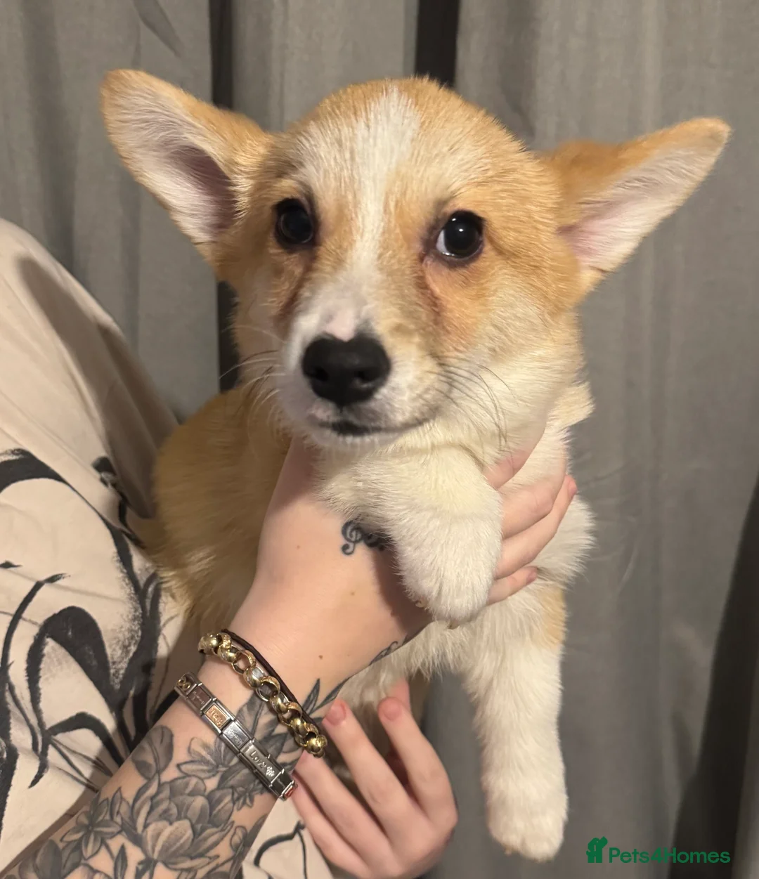 Welsh Corgi Pembroke dogs for sale: Last girl Welsh Pembroke corgi READY TO LEAVE - Advert 10