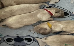 Golden Retriever dogs for sale: Beautiful KC Golden Retriever Babies  - Image 4