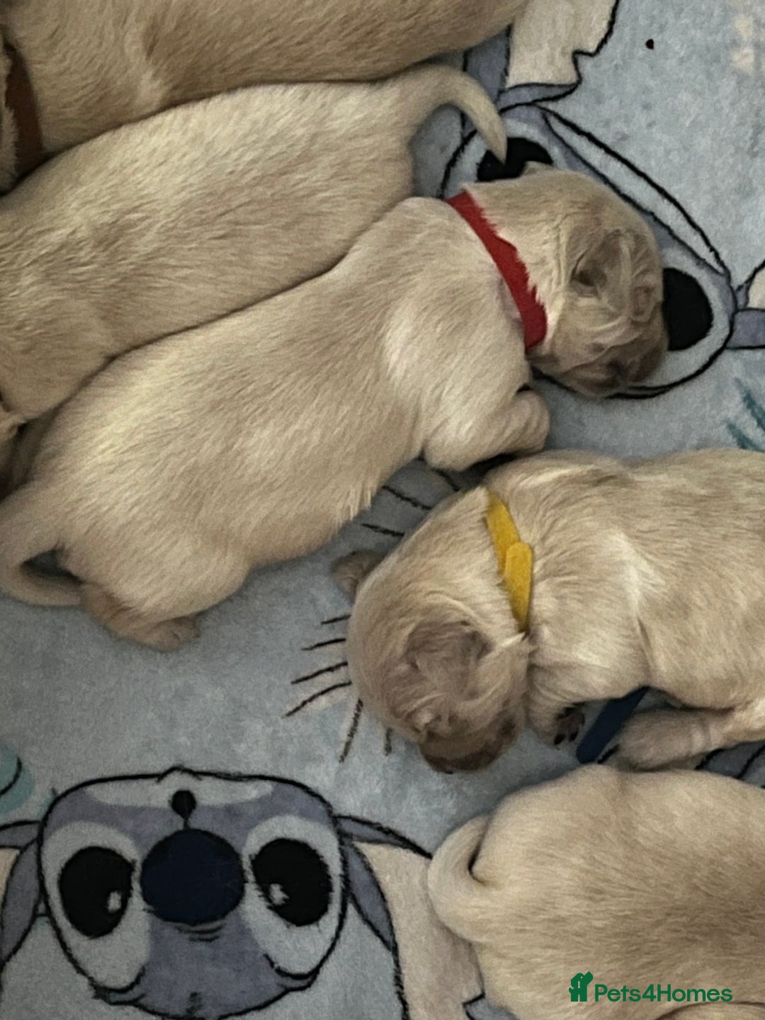 Golden Retriever dogs for sale: Beautiful KC Golden Retriever Babies  - Image 4
