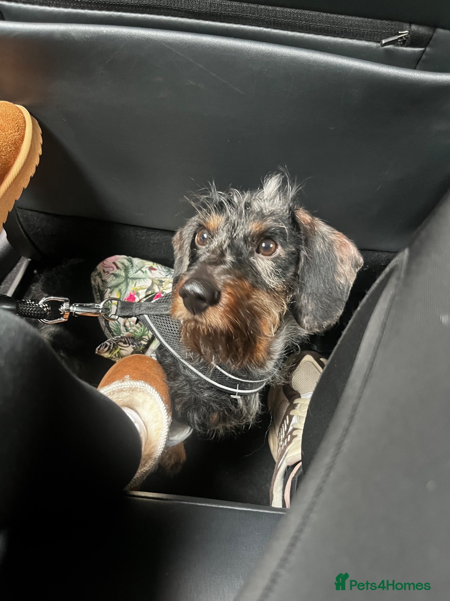 Miniature Dachshund dogs Loving 8Mo DaxiePuppy Looking for His Forever Home - Advert 18