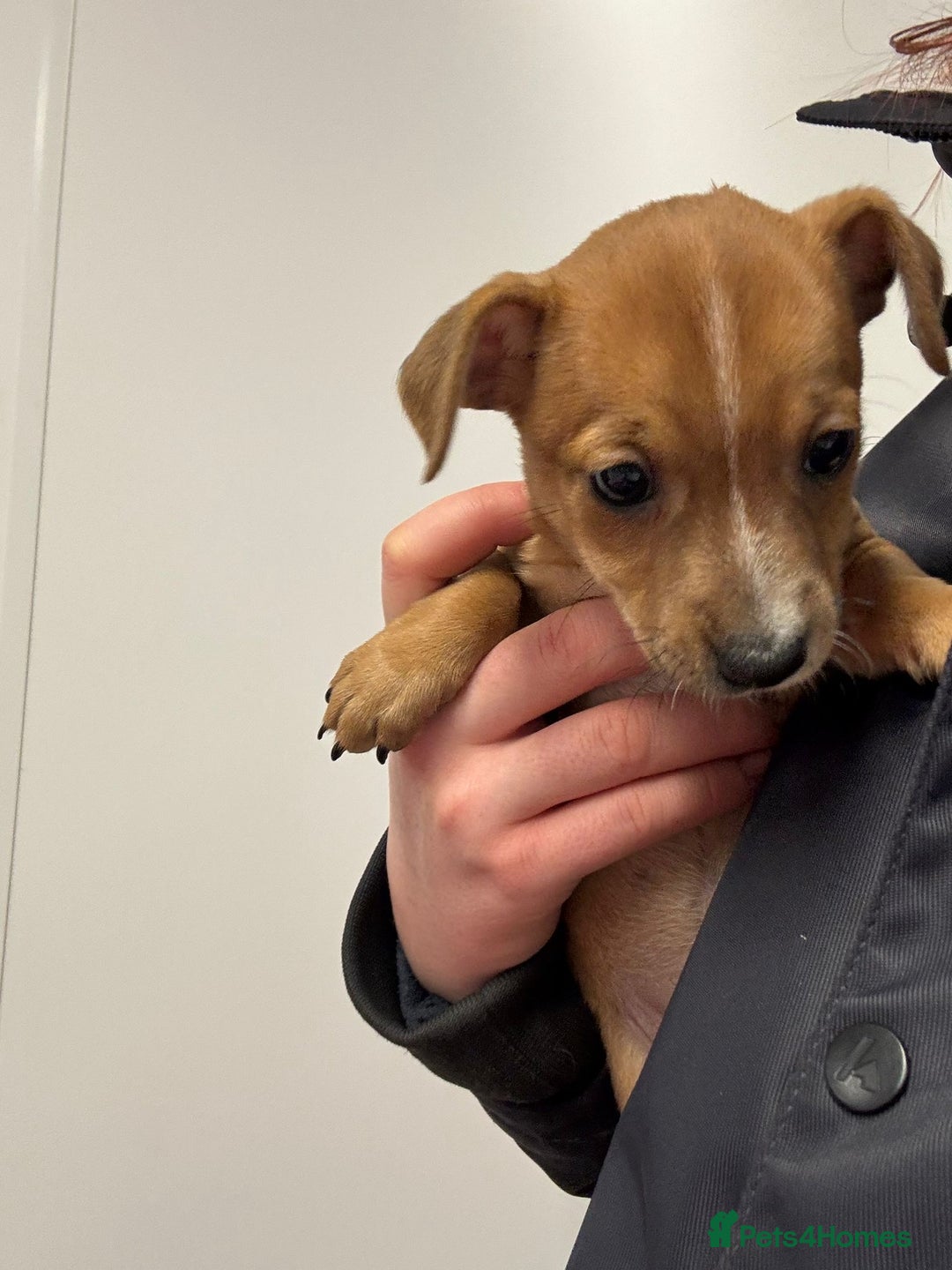 Jack Russell dogs for sale: *last one* Miniature Jack Russell’s  - Advert 5