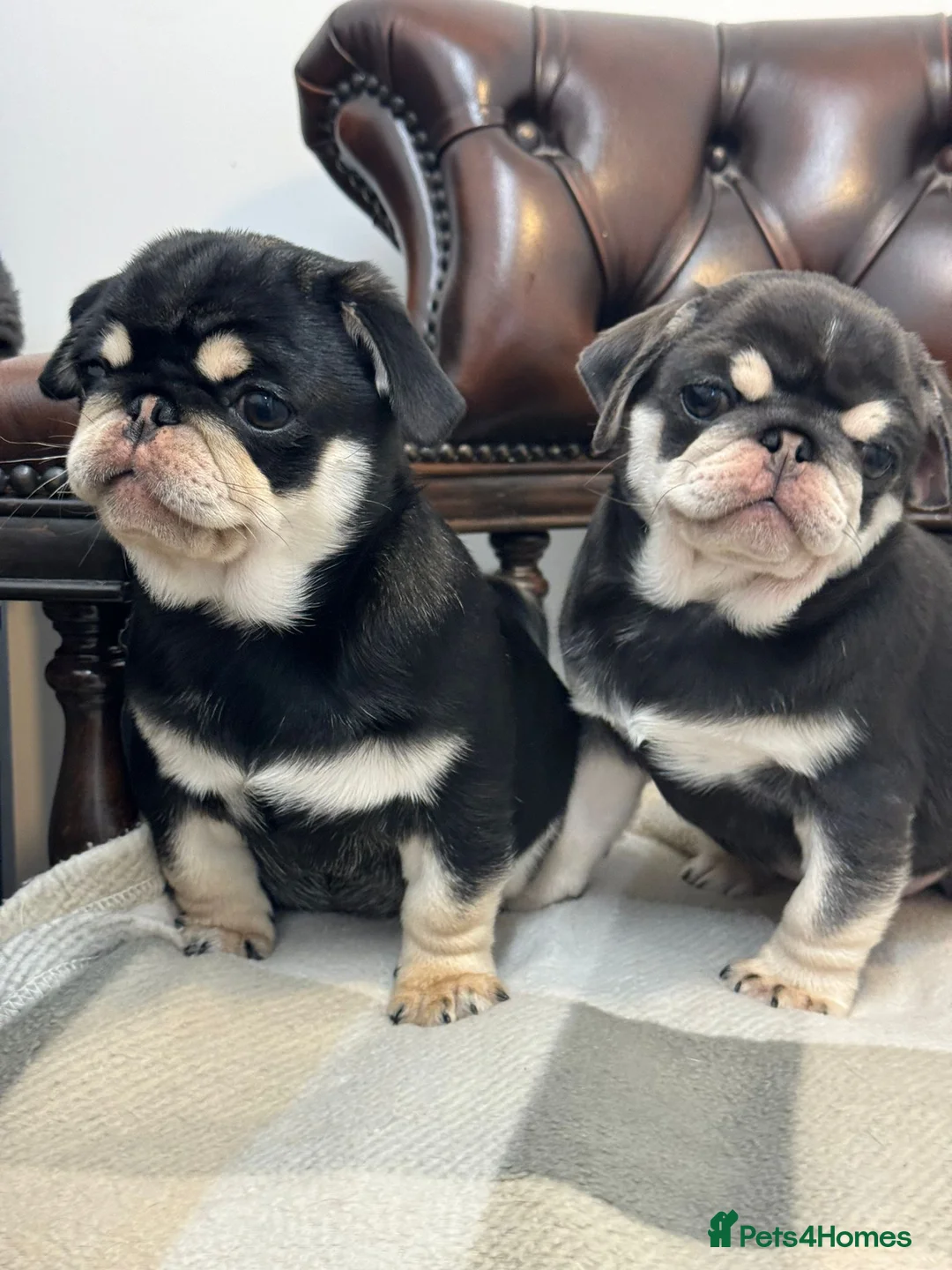 Pug dogs for sale: Pug puppies! - Advert 1