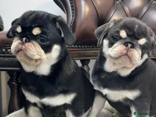 Pug dogs Pug puppies! - Advert 3