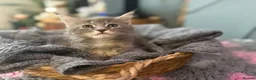 Maine Coon cats for sale: Beautiful Maine Coon kittens **READY NOW*** - Advert 10