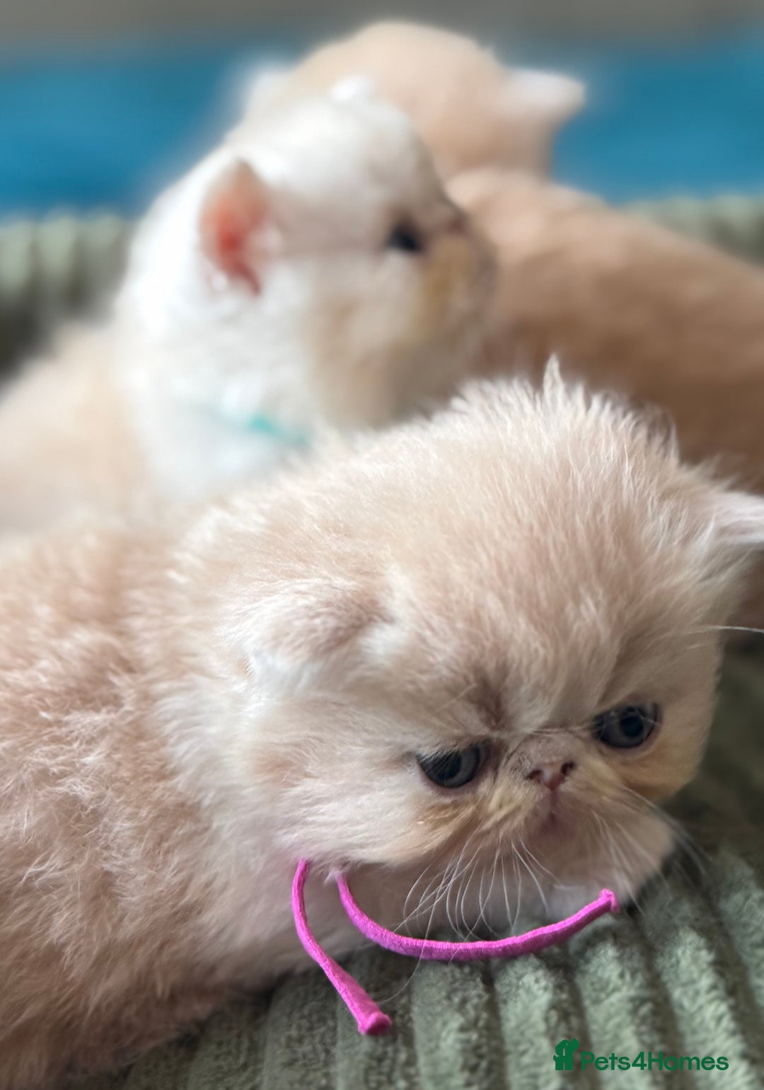 Exotic cats for sale: Superb GCCF Exotic kittens Health Tested parents - Image 8