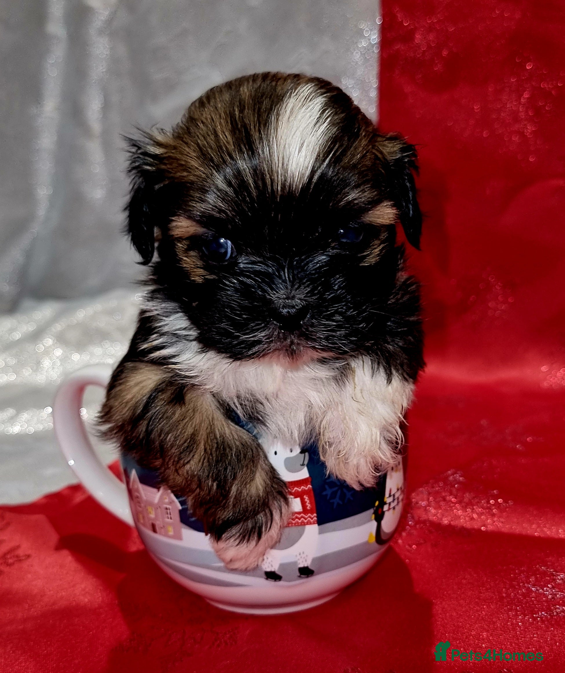 Lhasa Apso dogs Lhasa apso puppies  - Advert 17