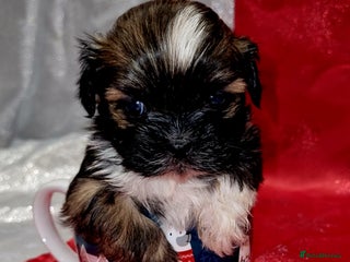 Lhasa Apso dogs Lhasa apso puppies - Advert 7