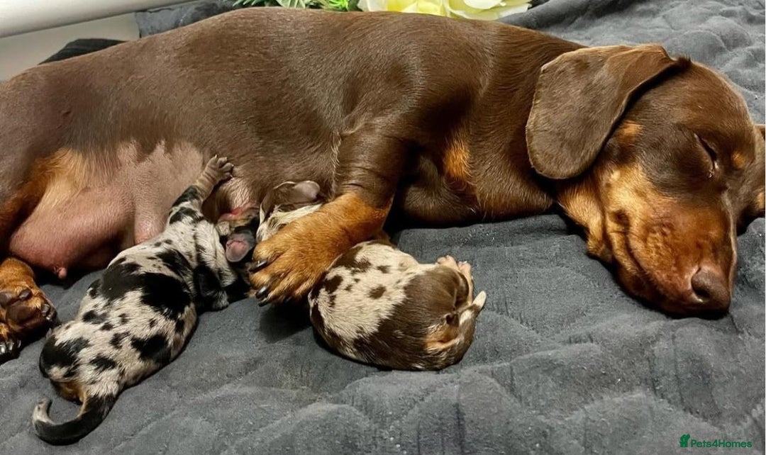 Miniature Dachshund dogs for sale: Pure bred Miniature Dachshund Puppies - Advert 7