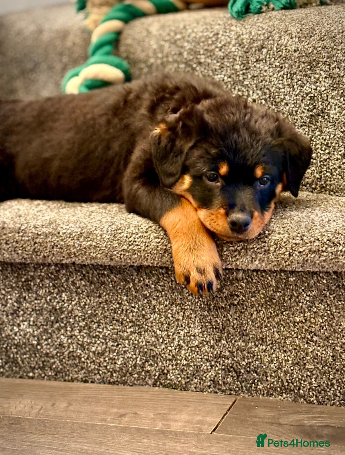 Rottweiler dogs Chunky Rottweilers  - Advert 1
