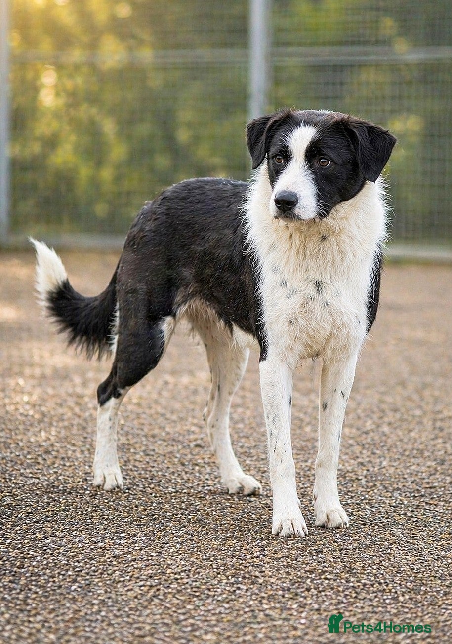 Mixed Breed dogs Meet PANDA,URGENT - handsome boy for a Loving Home - Advert 1