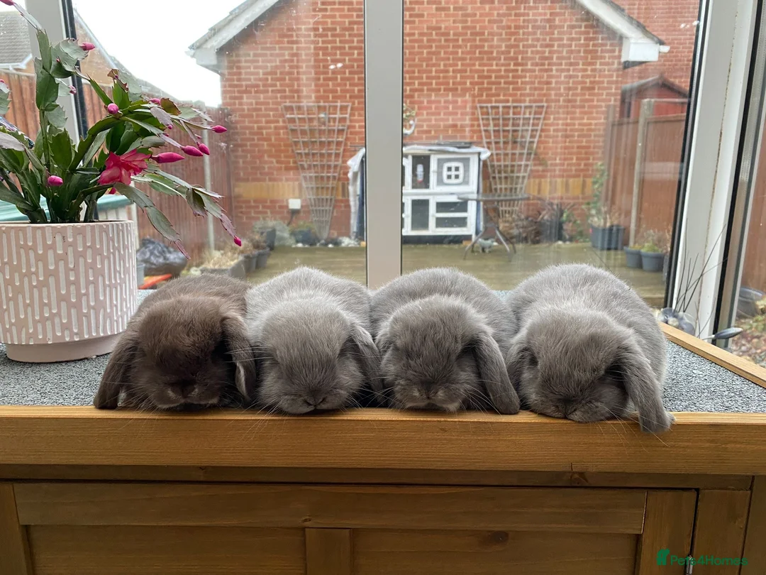 Mini Lop rabbits for sale: ❤️Mini Lop bunny 🐰 for sale   - Advert 13