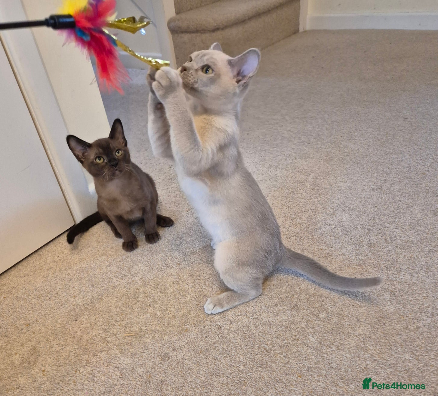 Burmese cats for sale: Pedigree Burmese Kittens Available - Advert 9