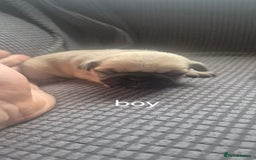 Pug dogs for sale: 4 beautiful pugs  - Image 5