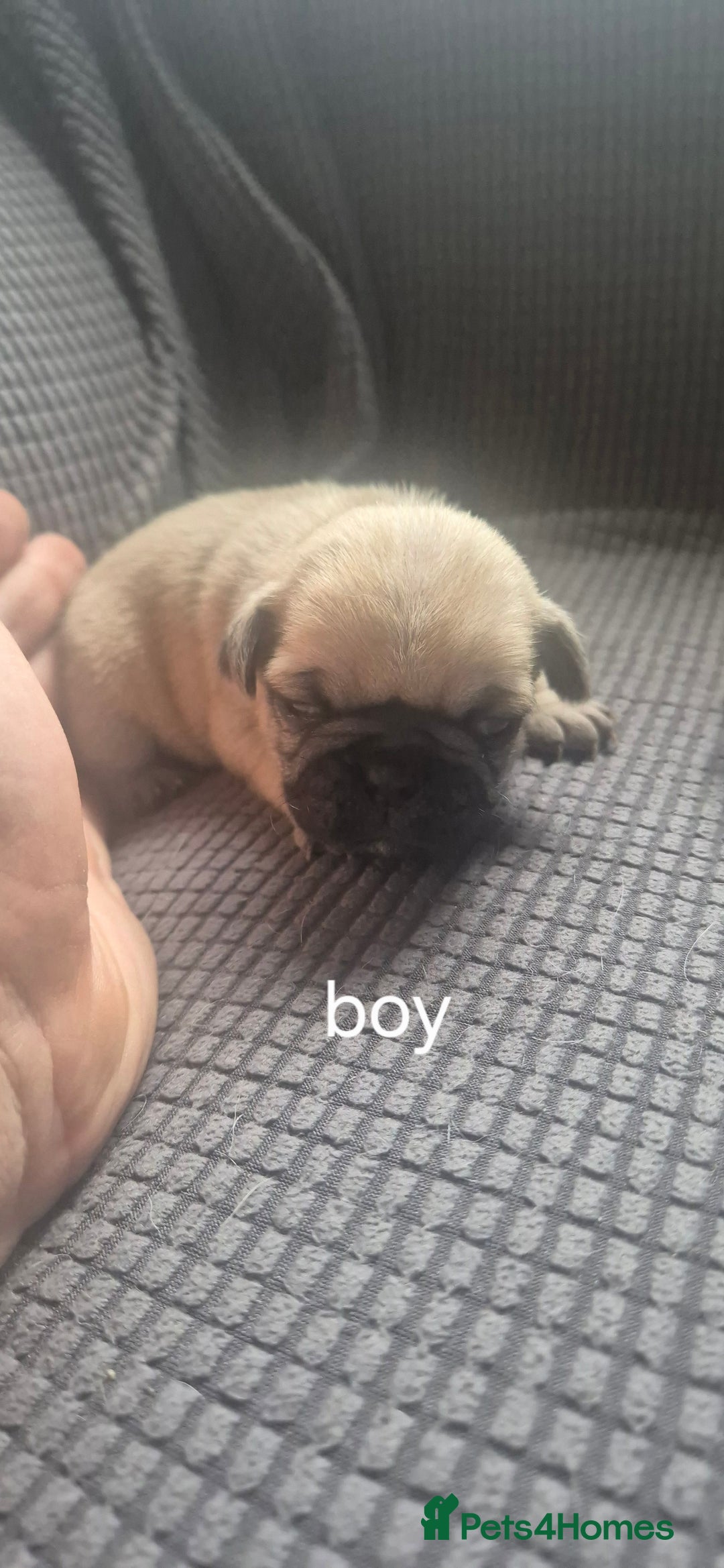 Pug dogs for sale: 4 beautiful pugs  - Image 5