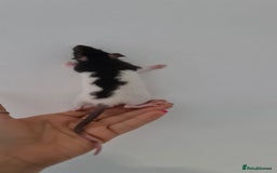 Rat rodents for sale: Baby rats  - Image 2
