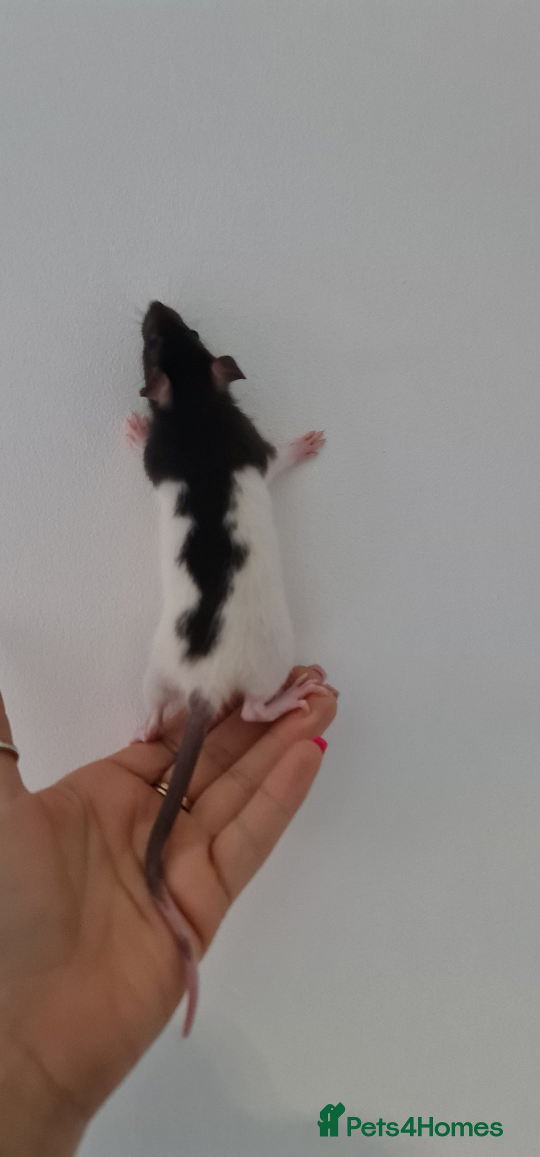 Rat rodents for sale: Baby rats  - Image 2