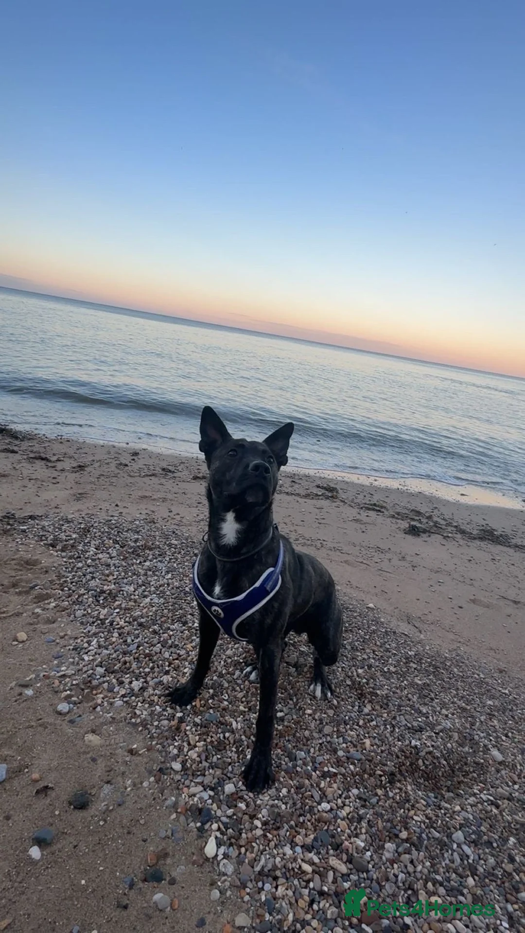 Mixed Breed dogs for sale: Belguim mally  in Sunderland - Advert 1