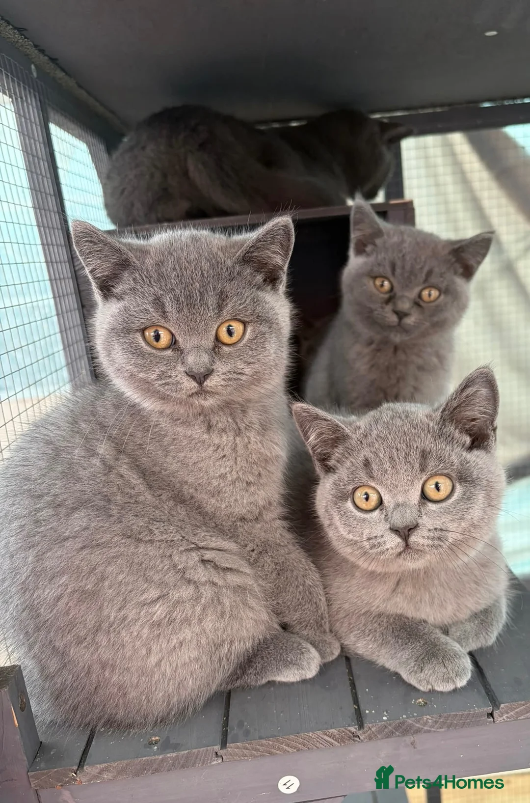 British Shorthair cats for sale: British shorthair - Advert 1