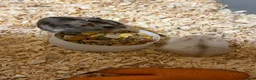 Hamster rodents for sale: Dwarf hamsters - Advert 3