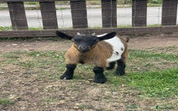Goats livestock for sale: Adorable Baby Pygmy Goats for sale  - Image 9