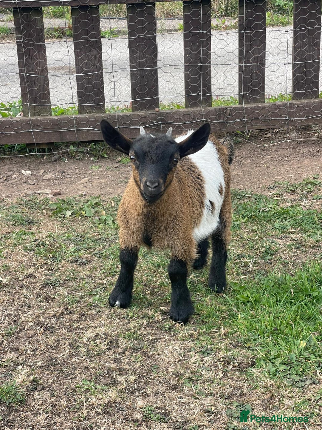 Goats livestock for sale: Adorable Baby Pygmy Goats for sale  - Image 9