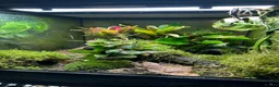 Frog reptiles for sale: Trio of Phyllobates Terribilis in Leek - Advert 3