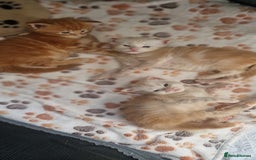 Maine Coon cats for sale: 2 Stunning Cream Pedigree Mainecoons Available  - Image 13