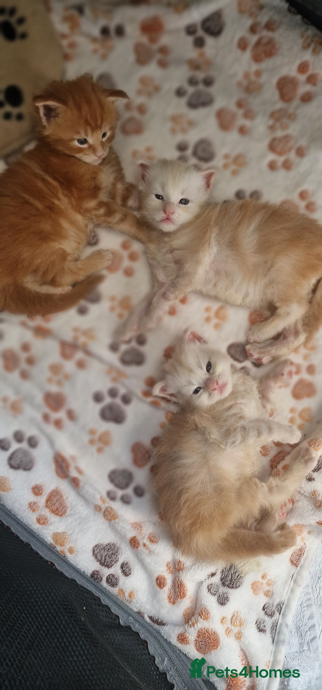 Maine Coon cats for sale: 2 Stunning Cream Pedigree Mainecoons Available  - Image 13
