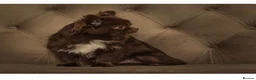 Chihuahua dogs for sale: Beautiful litter of long coat kc reg chihuahuas in Stockport - Advert 2