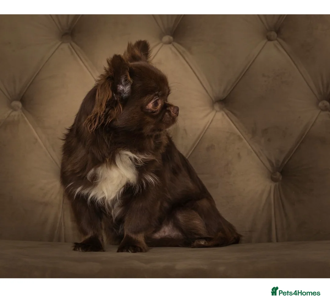 Chihuahua dogs for sale: Beautiful litter of long coat kc reg chihuahuas in Stockport - Advert 2