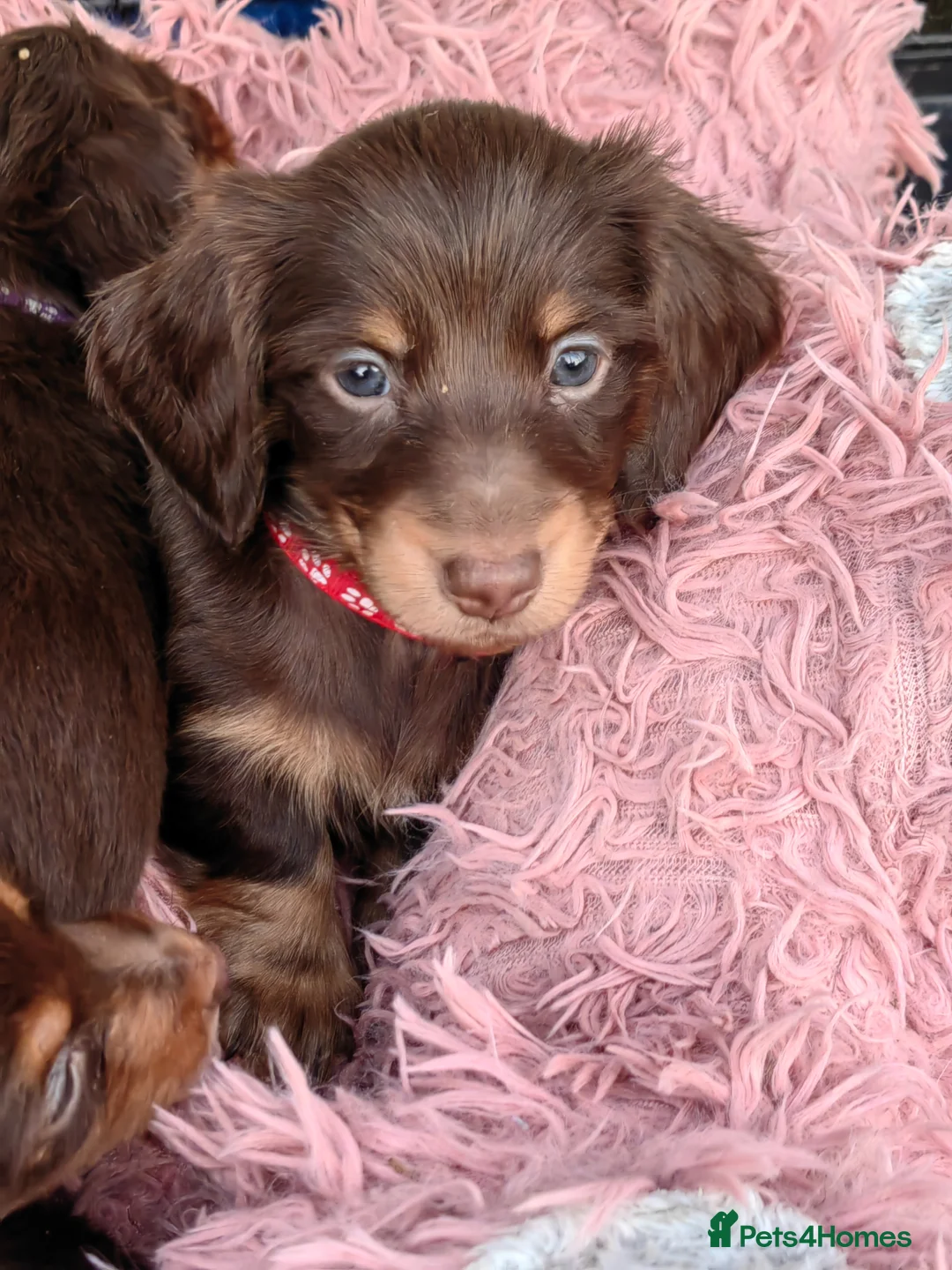 Miniature Dachshund dogs for sale: Puppies of the miniature long-haired dachshund.  - Advert 1
