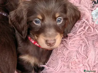 Miniature Dachshund dogs Puppies of the miniature long-haired dachshund. - Advert 6