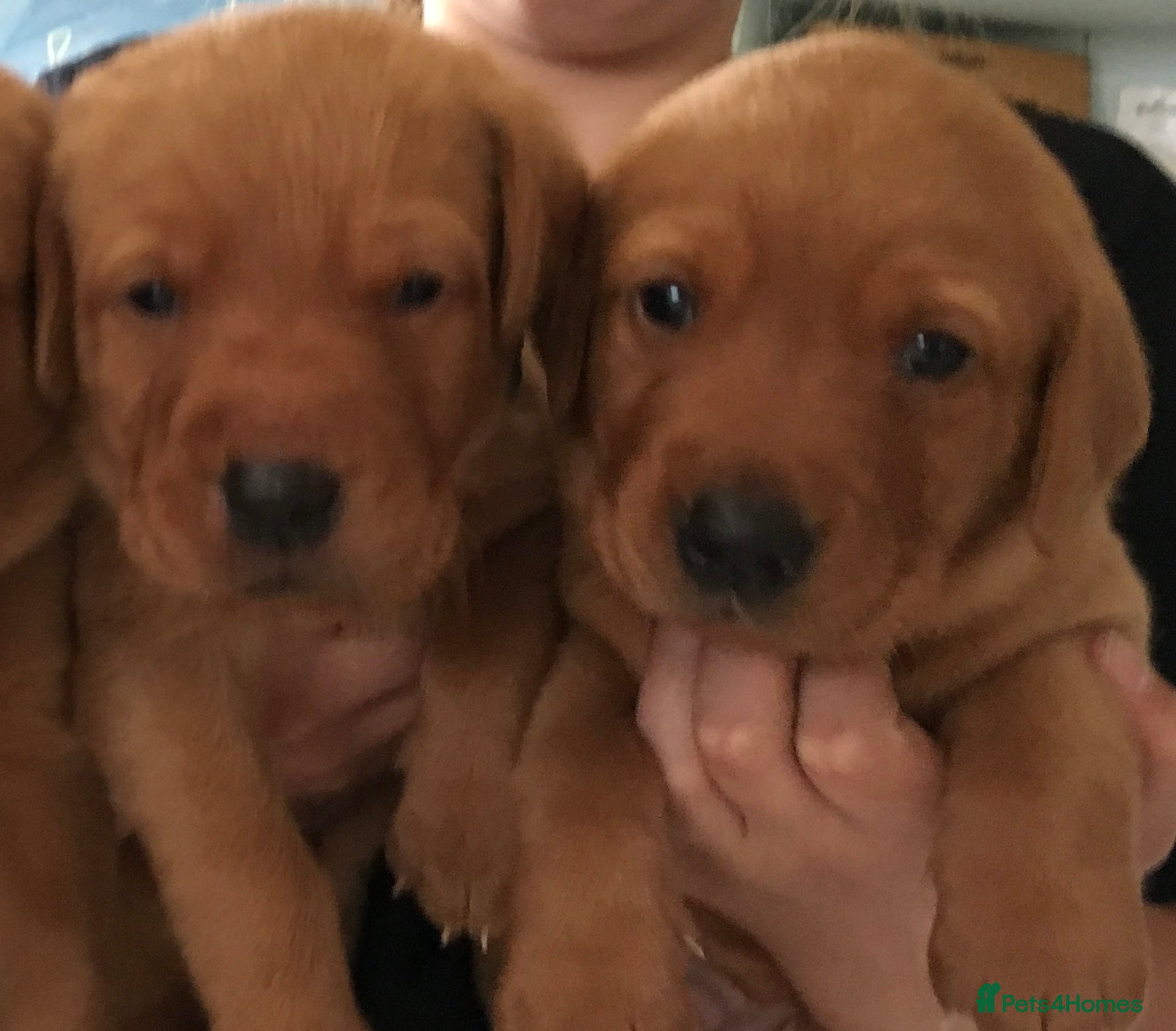 Labrador Retriever dogs KC fox red labrador pups health tested parents - Advert 16