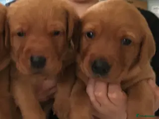 Labrador Retriever dogs KC fox red labrador pups health tested parents - Advert 16