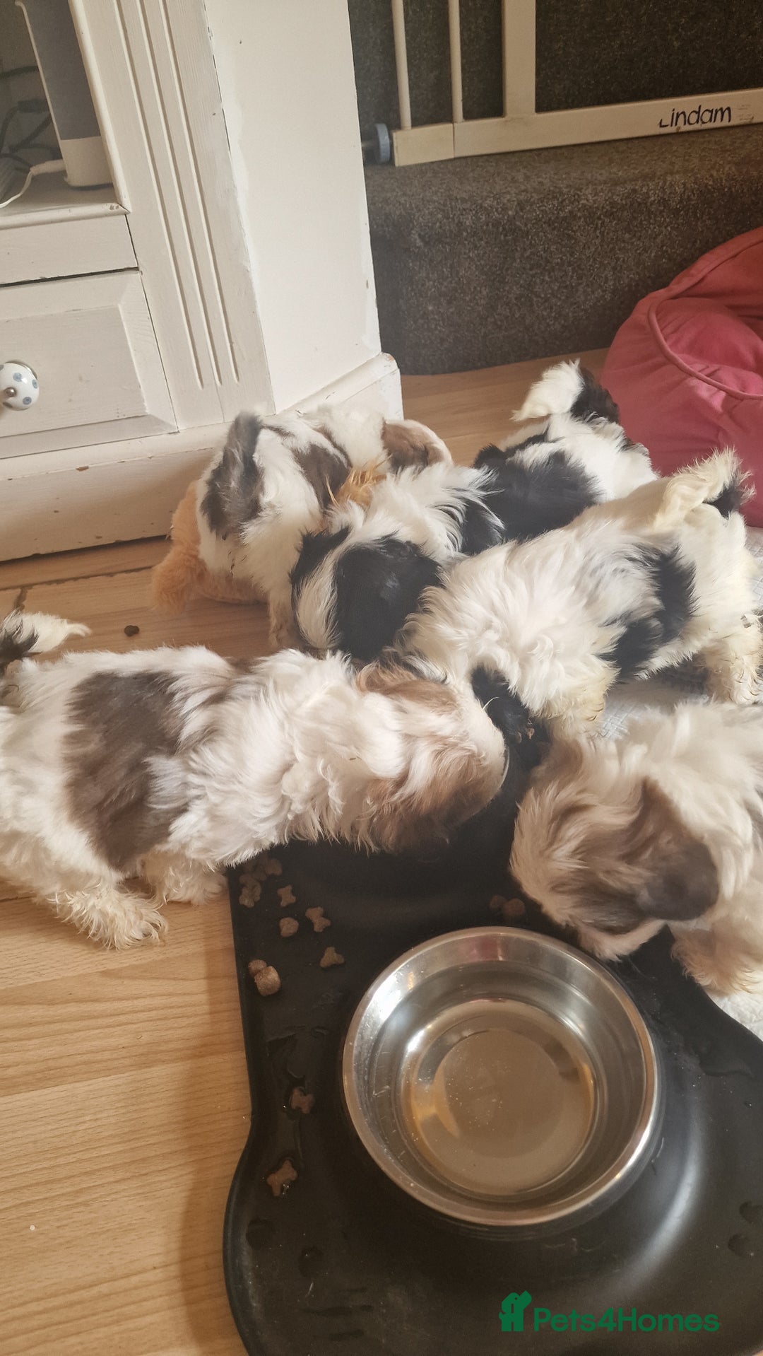 Shih Tzu dogs for sale: 🐾 Amazing Purebred Shih Tzu Puppies Crawley 🐾 - Advert 18